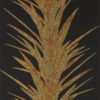 Yucca 216651